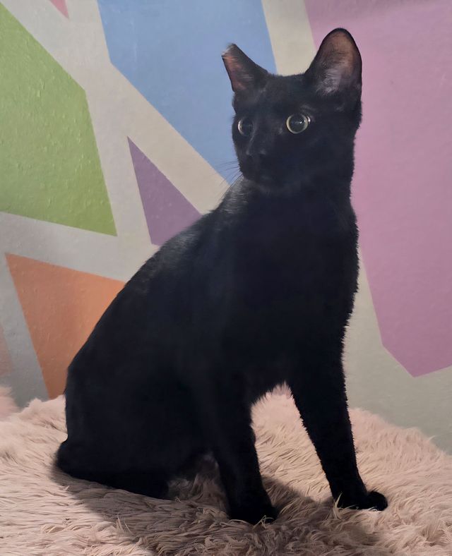 Jimmy Joins The Cat Cafe Clowder